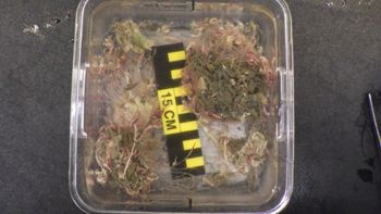 Media type: image;   Invertebrate Zoology 153120 Description: live specimen;